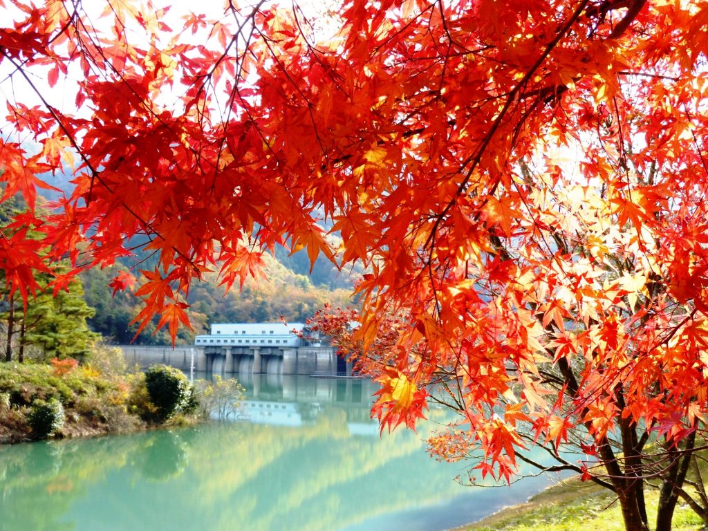 大野ダム公園周辺の紅葉